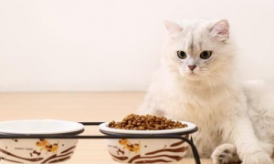 猫千万不能吃的东西有什么