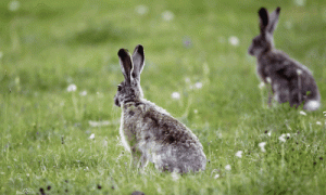 高原兔寿命有多长