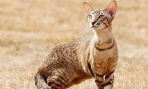 埃及猫怎么看纯不纯