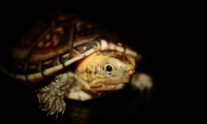 白唇泥龟可以深水养吗