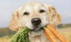 狗能吃萝卜吗青萝卜怎么吃
