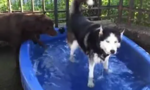 二哈展示霸道总裁范，包场游泳池，怒“怼”想要来游泳的其他狗狗