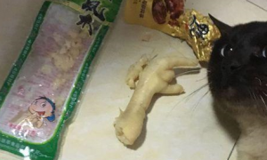 猫咪偷吃泡椒凤爪被女孩当场抓住，网友看了笑到喷泪：辣死爹了！
