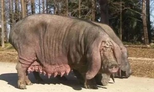 沙乌头猪最大能养多少斤