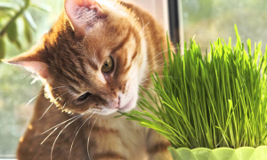 猫草如何种植