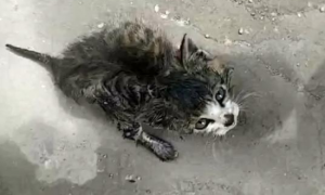 流浪小奶猫拦路求助，全身竟被人涂满胶水，无助的眼神让人心疼