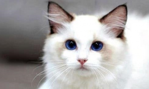 女子800买了一只布偶猫，收到货却后悔了，网友：这比猫还贵！