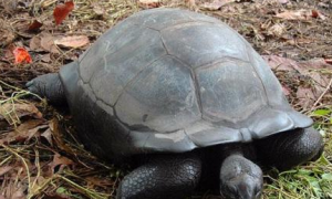 亚洲山龟寿命多少年