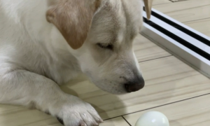 狗能不能吃鸡蛋