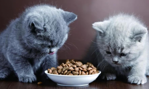 宠物猫可以吃什么零食