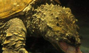 中美拟鳄龟冬眠吗