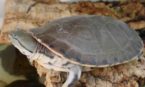 花面蟾龟能活多少年