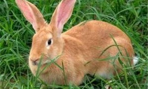 大型兔能长多少斤