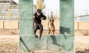 警犬出击 伽师县公安局开展警犬实战训练