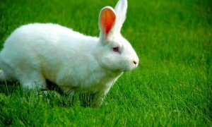 中国白兔训练方法