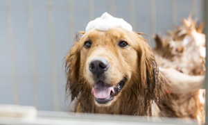 狗狗洗澡可以用婴儿用的沐浴露