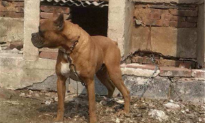 德国拳师犬的性格外貌特征
