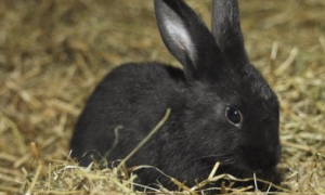 中华黑兔几个月能繁殖