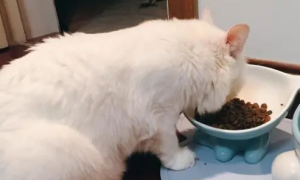 猫粮用什么做的