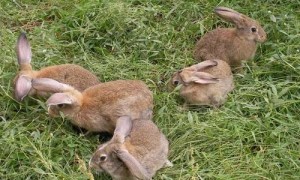 麻色云南兔多久可以生兔子