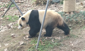 外表软萌可爱的大熊猫，真实战力有多强？能打赢老虎吗？