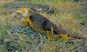 陆鬣蜥属于保护动物吗