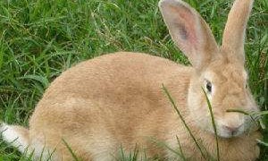 福建黄兔多久可以生兔子