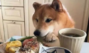狗能吃米饭吗