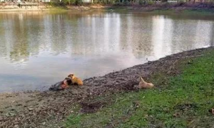 老人在河边摔倒，两只不认识的狗狗贴身守护