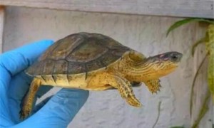 哥斯达黎加木纹龟吃什么