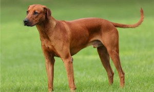罗得西亚脊背犬的性格外貌特征