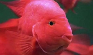 鹦鹉鱼的眼睛凸出来是什么原因