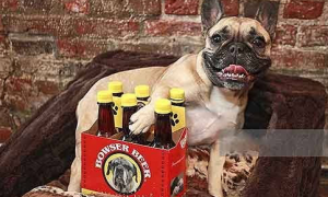 啤酒狗狗能喝吗