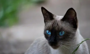 泰国猫暹罗猫