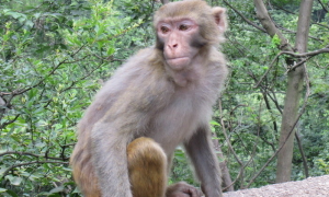 西比路岛猕猴吃什么食物