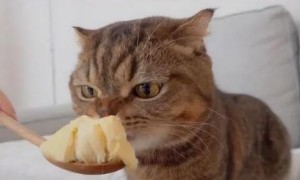 猫咪可以吃李子吗，要注意什么