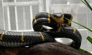 黄环林蛇可以家养吗