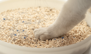 10l猫砂等于多少斤