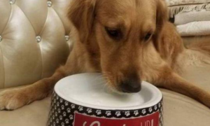 宠物狗可以吃钙片吗