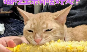 猫为什么特别喜欢吃玉米