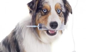 狗狗细小病毒治疗方法