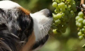 狗狗能吃葡萄吗