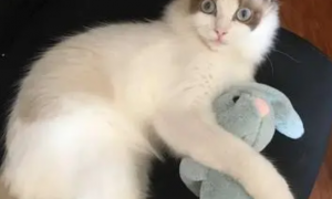 布偶猫可以玩什么玩具