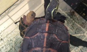 红纹锦龟能活多少年
