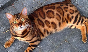 豹纹猫是什么品种