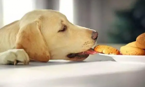 狗狗不能吃的10种食物