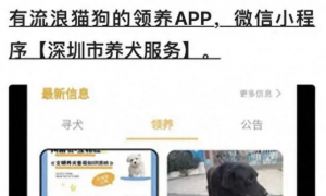 发现流浪狗如何联系收治？“深圳市养犬服务”小程序可解决！