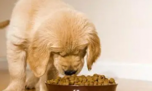 三个月的狗吃多少狗粮