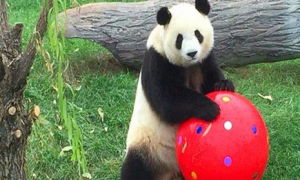 熊猫宝宝努力练习体操球，欲为动物园争光，刺激动作令游客叫好