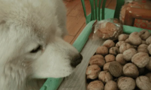 狗能吃核桃吗